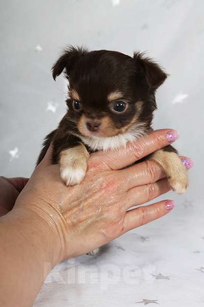 Собаки в Люберцах: Чихуахуа шоколадик Мальчик, 35 000 руб. - фото 1