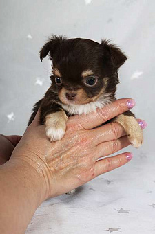 Чихуахуа шоколадик