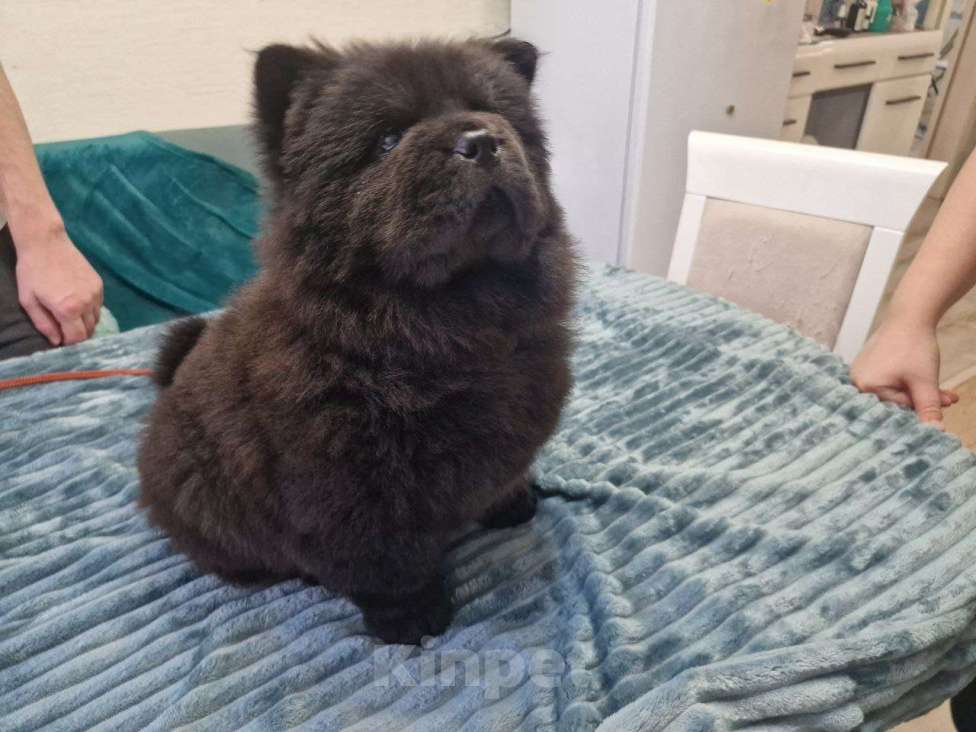 Собаки в Чебоксарах: Черная девочка чау чау Девочка, 60 000 руб. - фото 3