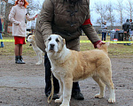 Собаки в Дмитрове: Щенок среднеазиатской овчарки Мальчик, Бесплатно - фото 6