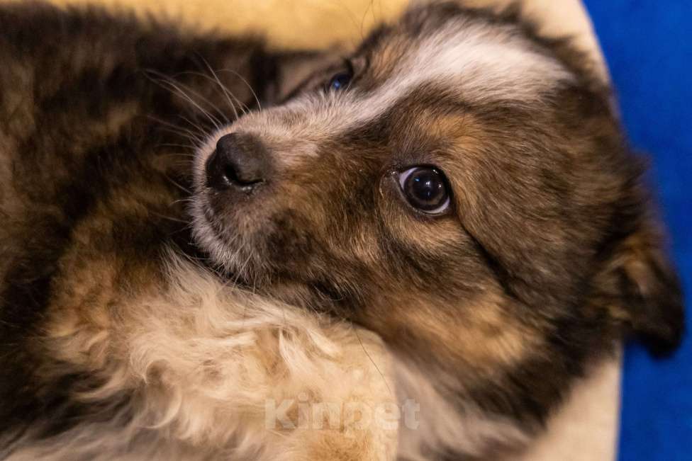 Собаки в Москве: Щенки метисы ищут дом Девочка, Бесплатно - фото 9