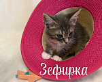 Кошки в Санкт-Петербурге: Котенок Зефирка Девочка, Бесплатно - фото 2
