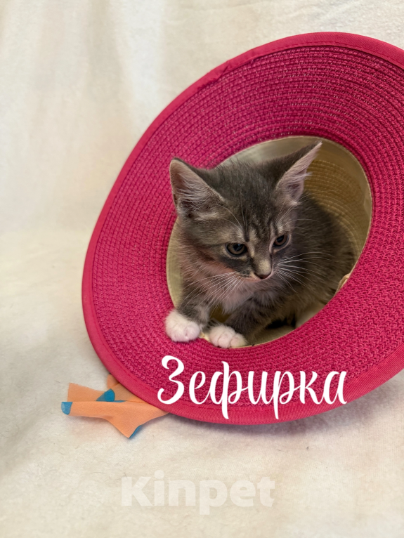 Кошки в Санкт-Петербурге: Котенок Зефирка Девочка, Бесплатно - фото 2