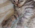 Кошки в других городах Ленинградской области: Мей-куны полидакты - котята в &quot; руковичках&quot; Мальчик, 45 000 руб. - фото 6