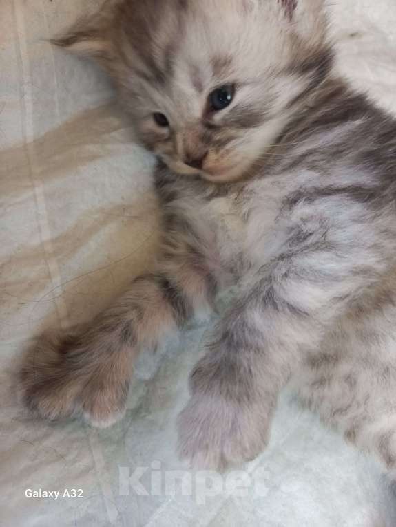 Кошки в других городах Ленинградской области: Мей-куны полидакты - котята в &quot; руковичках&quot; Мальчик, 45 000 руб. - фото 6