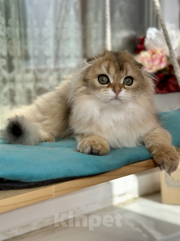 Кошки в Тюмени: Зеленоглазый длинношерстный шотландский лис😊 Мальчик, 25 000 руб. - фото 5