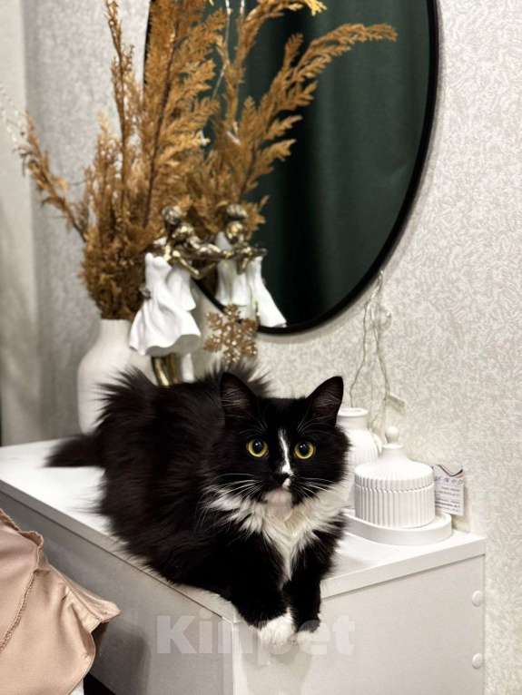 Кошки в Москве: Шикарная черно-белая пушистая кошка Наоми в дар Девочка, 1 руб. - фото 4