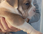 Собаки в Москве: Американский булли Мальчик, Бесплатно - фото 4