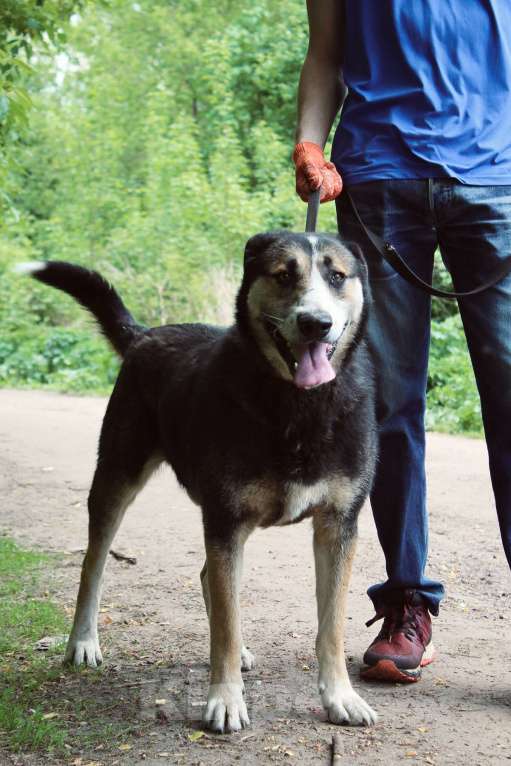 Собаки в Балашихе: Байкал Мальчик, Бесплатно - фото 6