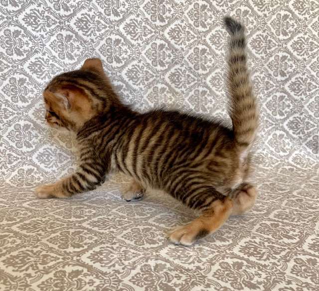 Кошки в Москве: мальчик тигренок Мальчик, Бесплатно - фото 2