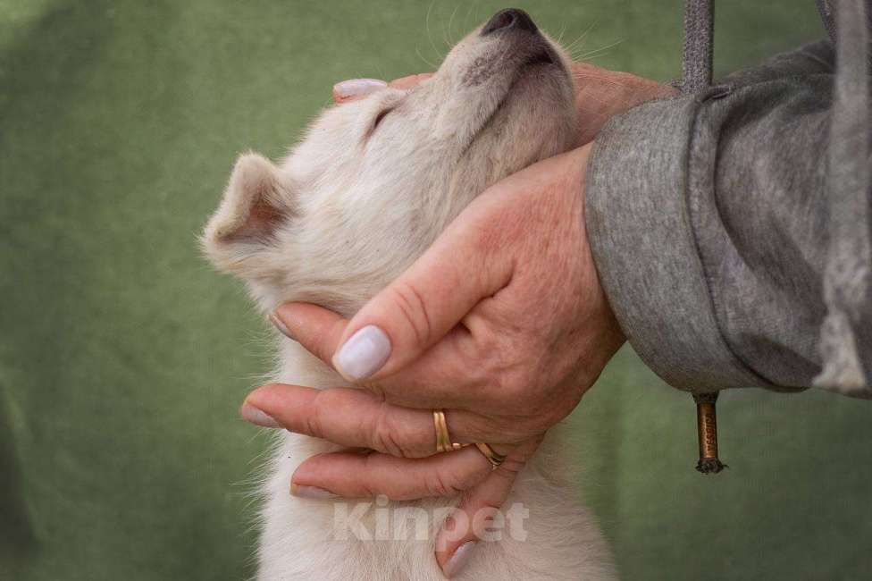 Собаки в Москве: щенок Белла в добрые руки Мальчик, Бесплатно - фото 3