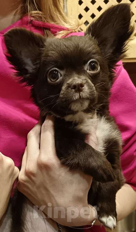 Собаки в Москве: Щенок чихуахуа длинношерстный Девочка, 60 000 руб. - фото 2