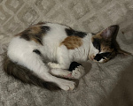 Кошки в Москве: Котенок в добрые руки Девочка, Бесплатно - фото 1