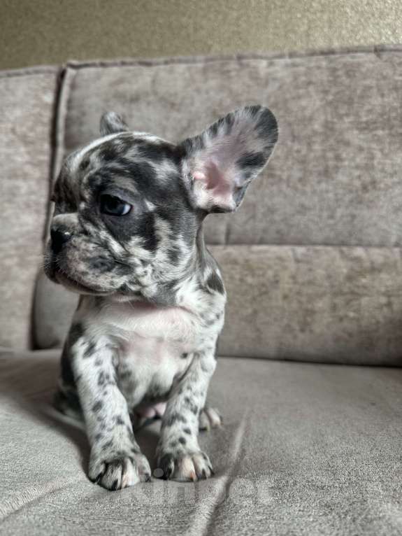 Собаки в Москве: Французский бульдог щенок  Девочка, 70 000 руб. - фото 2