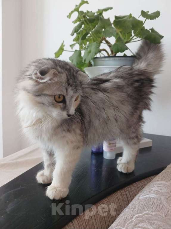 Кошки в Москве: Котенок Сказка в добрые руки Девочка, Бесплатно - фото 3