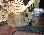 Собаки в Дубне: Милая Белла ищет дом  Девочка, 10 руб. - фото 2