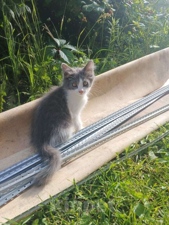 Кошки в Туле: Сладкий мальчик в добрые ручки Мальчик, Бесплатно - фото 6