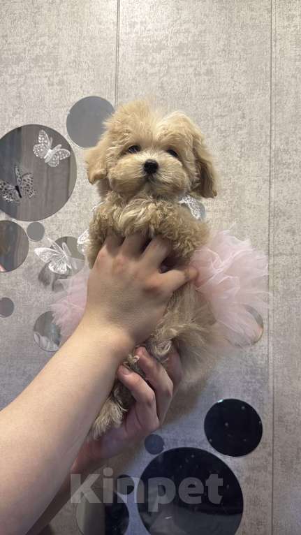 Собаки в Уфе: Мальтипу F1 девочка  Девочка, 120 000 руб. - фото 7