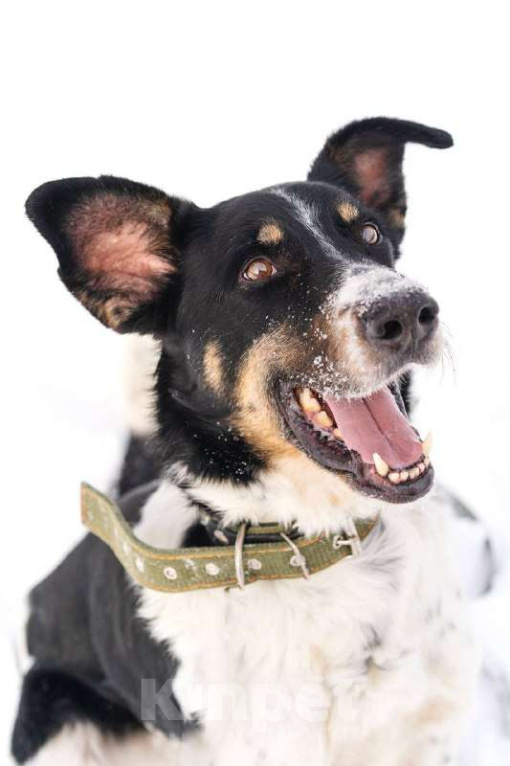 Собаки в Королеве: СуперПёс Анжело! Мальчик, Бесплатно - фото 3