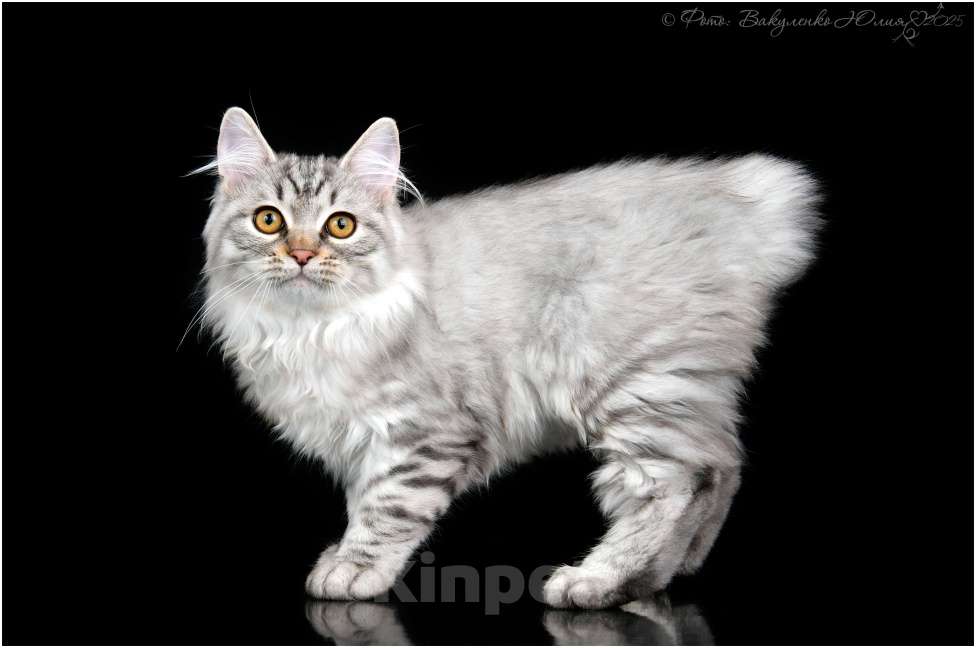 Кошки в Краснодаре: Очаровательный малыш курильского бобтейла Мальчик, 25 000 руб. - фото 4