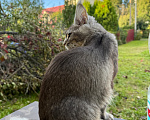 Кошки в Москве: Котенок мейн-кун Девочка, Бесплатно - фото 5