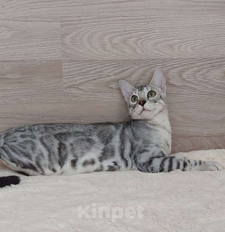Кошки в Москве: Бенгальские котята  Мальчик, Бесплатно - фото 5