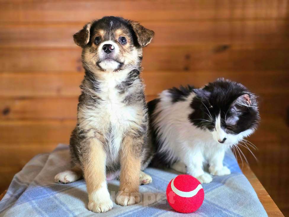 Собаки в Новосибирске: Щенок отчаянно ищет свой дом в Новосибирске Мальчик, Бесплатно - фото 5