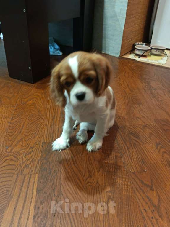 Собаки в Санкт-Петербурге: Продаётся девочка 3месяца Девочка, Бесплатно - фото 5