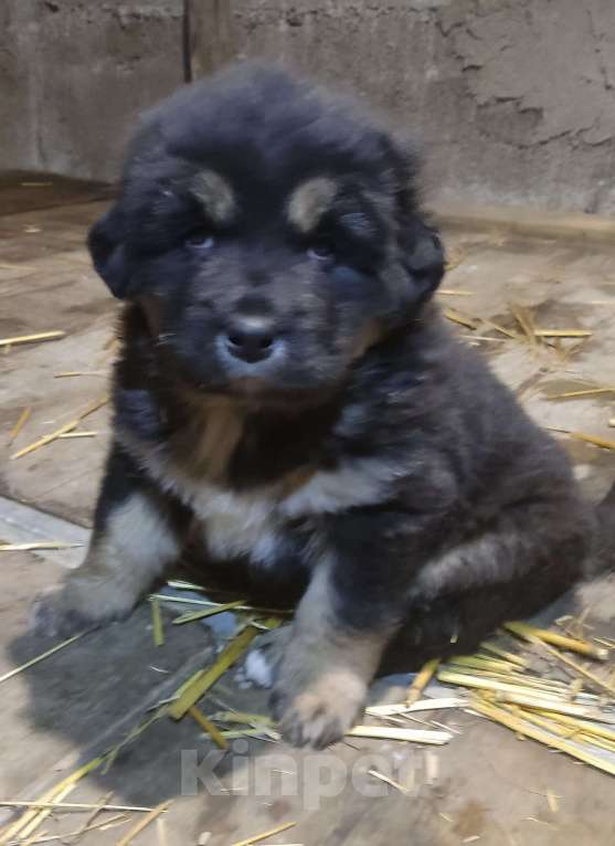 Собаки в Магнитогорске: Банхар(монгольский Волкодав)  Мальчик, 40 000 руб. - фото 4