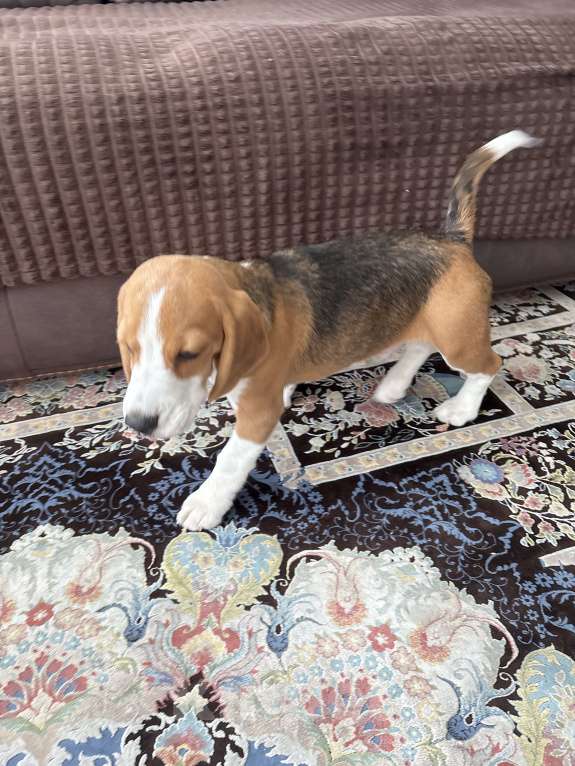 Собаки в Подольске: Бигль Мальчик, 30 000 руб. - фото 5