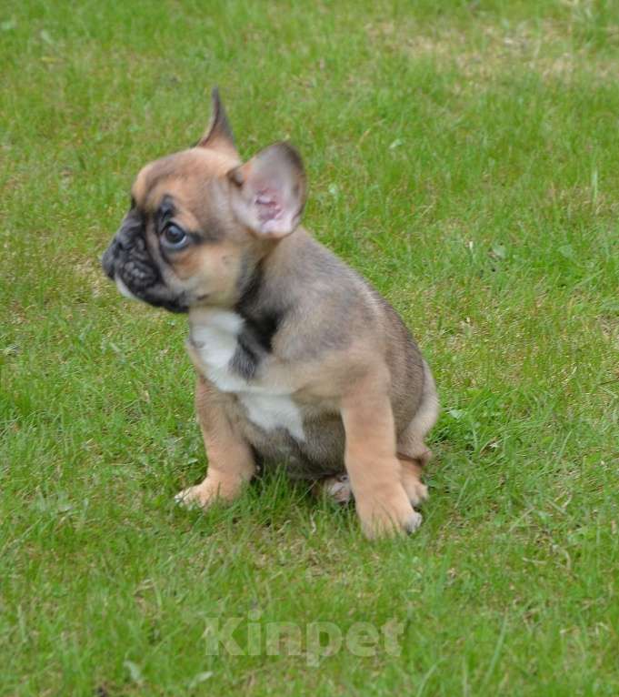 Собаки в Твери: Малышка французского бульдога Девочка, 35 000 руб. - фото 3