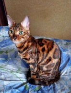 Кошки в Москве: Бенгальские котята Мальчик, 15 000 руб. - фото 7