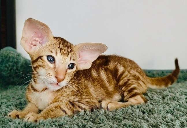 Кошки в Перми: ориентальный котенок Мальчик, 120 000 руб. - фото 2