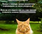Кошки в Одинцово: Потерялся рыжий кот, мейн-кун Мальчик, 50 000 руб. - фото 1