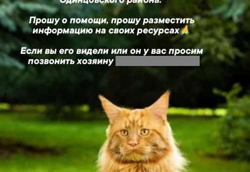 Объявление: Потерялся рыжий кот, мейн-кун, 50 000 руб., Одинцово