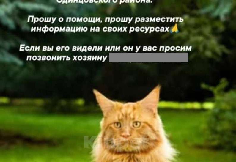 Кошки в Одинцово: Потерялся рыжий кот, мейн-кун Мальчик, 50 000 руб. - фото 1