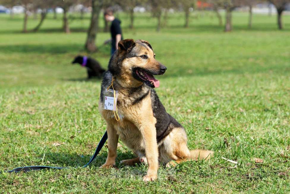Собаки в Москве: Рич Мальчик, Бесплатно - фото 3