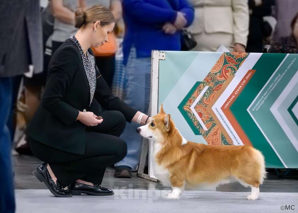 Собаки в Санкт-Петербурге: Племенной кобель Вельш корги пемброк Мальчик, Бесплатно - фото 8