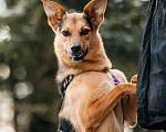 Собаки в Москве: Счастье по имени Читос ищет семью! Некрупный пес-компаньон! Мальчик, Бесплатно - фото 4