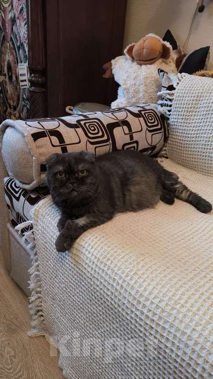 Кошки в Москве: Ласковая старушка Чучундра Девочка, Бесплатно - фото 7