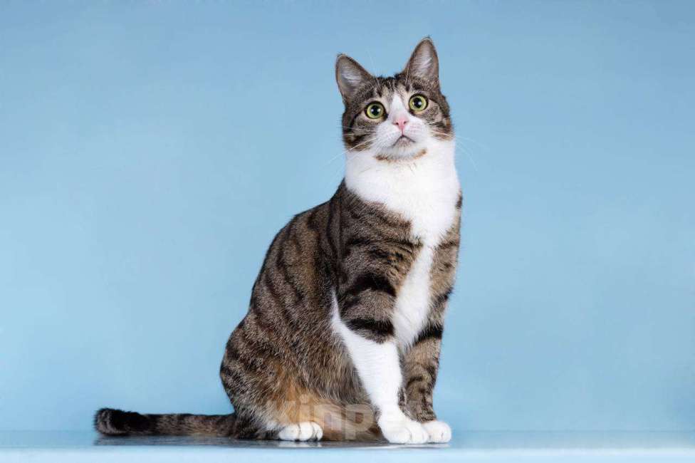 Кошки в Москве: Кошечка Бонни ищет доброе сердце.  Девочка, Бесплатно - фото 1