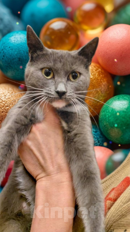 Кошки в Королеве: кошечка в добрые руки Девочка, Бесплатно - фото 2