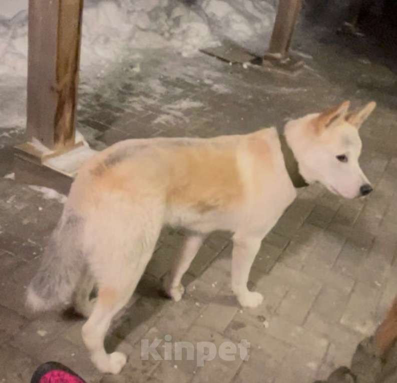 Собаки в других городах Ленинградской области: Активный, дружелюбный, ласковый пес ищет хозяина! Мальчик, Бесплатно - фото 6