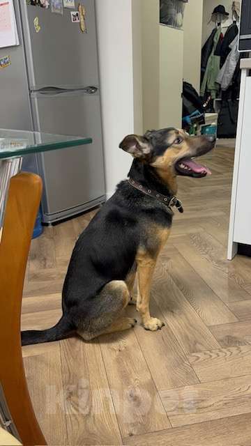 Собаки в Москве: Носик ищет дом Мальчик, Бесплатно - фото 5