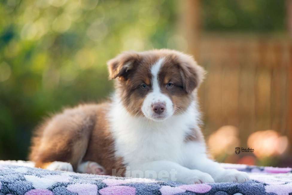Собаки в Москве: австралийская овчарка аусси Мальчик, 50 000 руб. - фото 4