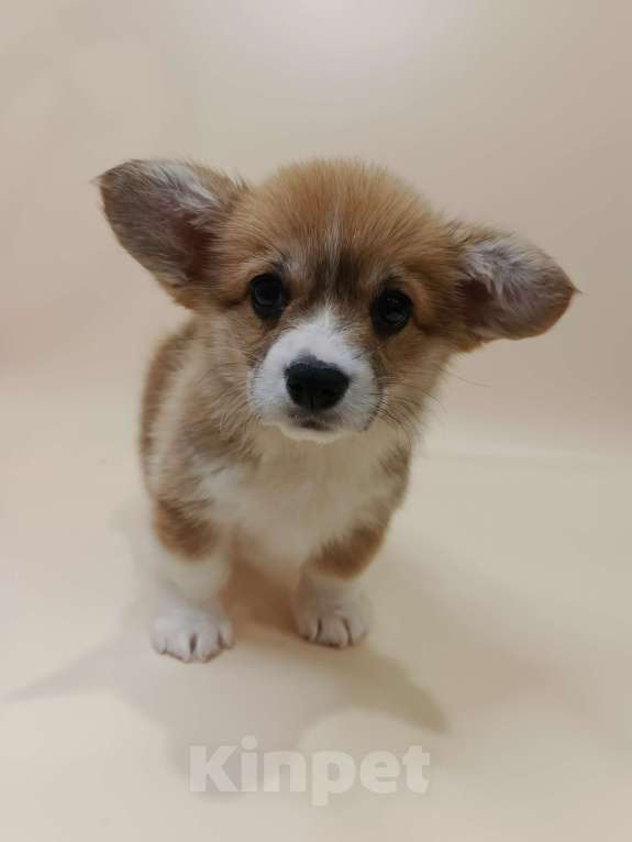 Собаки в Москве: Чипса. Щенок вельш корги пемброк  Девочка, 60 000 руб. - фото 2