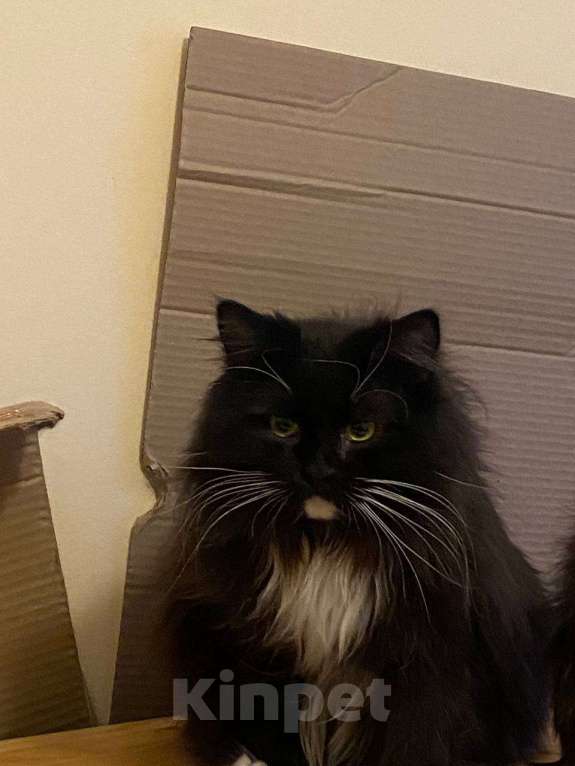 Кошки в Москве: Невероятно ласковый котик Русик ищет себе новых родителей Мальчик, Бесплатно - фото 1