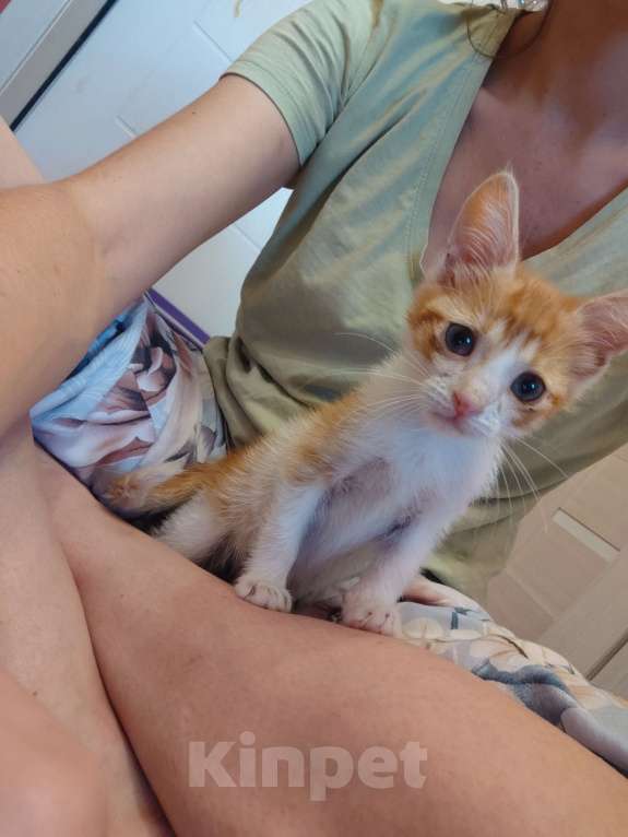 Кошки в Санкт-Петербурге: Котенок в добрые руки Мальчик, 1 руб. - фото 4