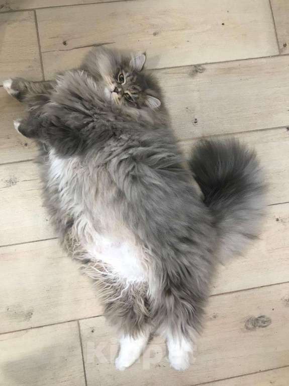 Кошки в Краснодаре: Шикарная кошечка с зелеными глазками Девочка, 35 000 руб. - фото 7