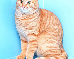 Кошки в Москве: красивый молодой котик рыжик ищет дом Мальчик, 10 руб. - фото 1